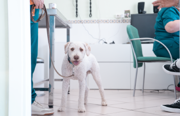 hospitalizacion